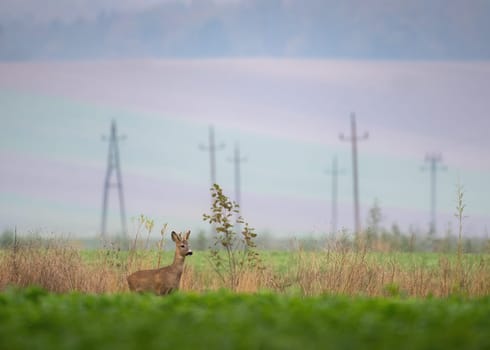 Wild roe deer in the morning fog