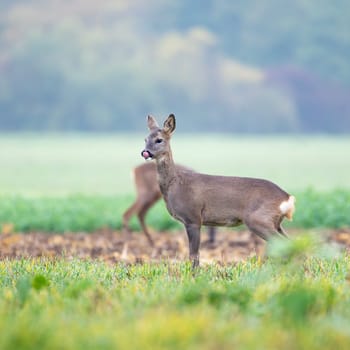 Red deer (Cervus elaphus) adult female doe sticking its tongue out
