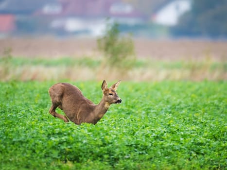 European roe deer (Capreolus capreolus), meadow, running, spring, A deer flees with great leaps through the meadow into the forest