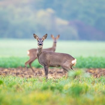 Two roe deer in meadow at dawn.