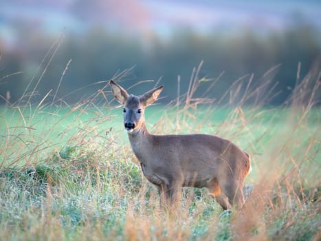 Roe deer, Capreolus capreolus, on the grass in a field standing under a tree eating leaves