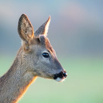 Roe deer close up portrait isolated