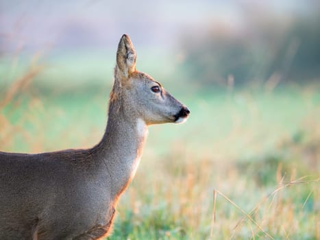 The roe deer (Capreolus capreolus), also known as the roe