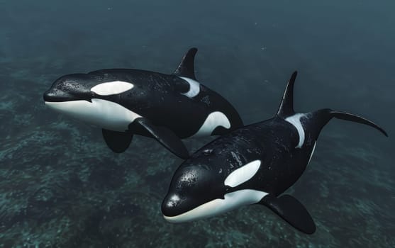Orcas swim close together above a shallow seabed, with clear visibility and a sense of serene togetherness in their natural habitat