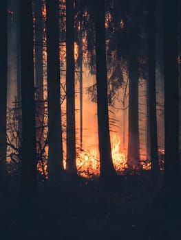 Forest wildfire Burning Burn Trees Flame Emergency