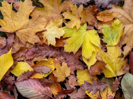 Autumn leaves on the forest floor in the countryside of North Yorkshire in northeast England.