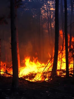Forest wildfire Burning Burn Trees Flame Emergency