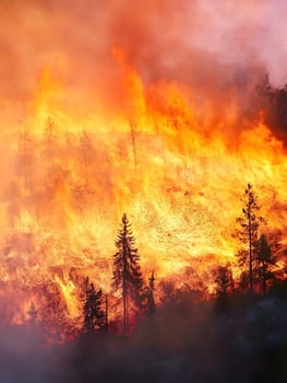 Forest wildfire Burning Burn Trees Flame Emergency