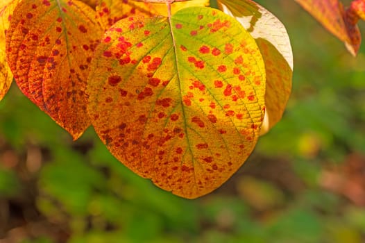 Uniquely Mottled Leaf in the Fall on the Gunflint Trail in Minnesota