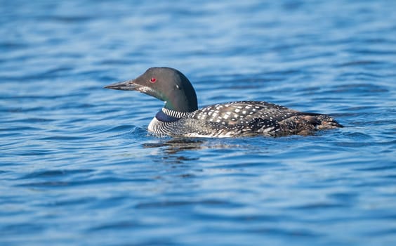 Loon Swimming on a Calm East Bearskin lake in th4e Boundary Waters in Minnesota