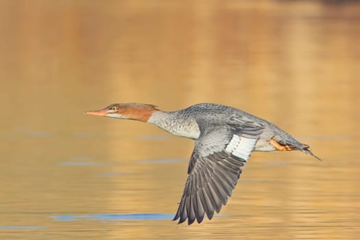 A female common merganser flies just above the small pond near Liberty Lake, Washington.