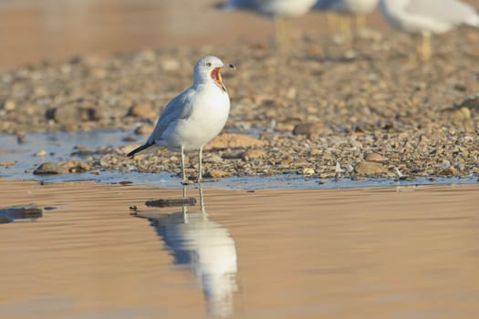A common seagull stands at the edge of a pond with its beal open casting its reflection in the calm water near Liberty Lake, Washington.
