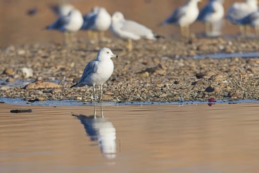A common seagull stands at the edge of a pond casting its reflection in the calm water near Liberty Lake, Washington.