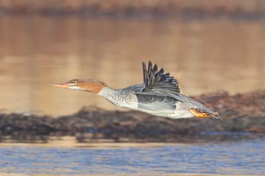 A female common merganser flies just above the small pond near Liberty Lake, Washington.