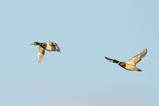 Two male mallard ducks flying together up in the blue sky near Liberty Lake, Washington.
