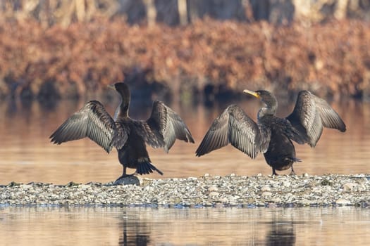 Two double crested cormorants stand on a section of land in a pond with their wings spread wide near Liberty Lake, Washington.