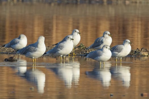 Several common seagulls stand in the shallow water next to a clump of land near Liberty Lake, Washington.