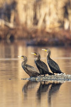 Three double crested cormorants facing the same way stand on a small section of land in a pond near Liberty Lake, Washington.