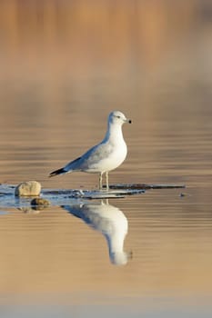 A common seagull stands at the edge of a pond casting its reflection in the calm water near Liberty Lake, Washington.