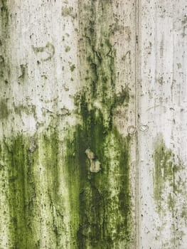 Wall damaged by moisture, mold, moss. Poor living conditions. The problem with high humidity, the fight against the fungus.