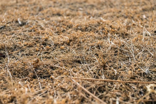 Brown grass full frame background dry and burned by sunlight