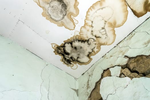 Mold fungus on ceiling and wall of room creating health problems for the home owners. Molds can thrive on any organic matter including ceilings, walls and floors of homes with moisture.