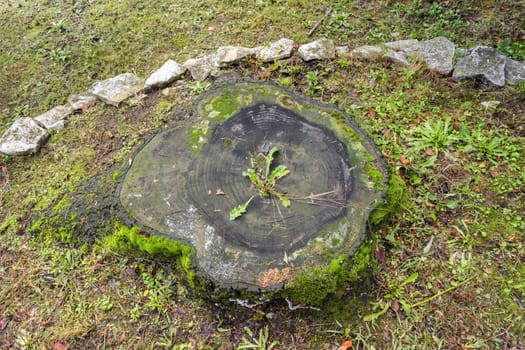 Base of a felled tree trunk on the ground. Wood, green grass.