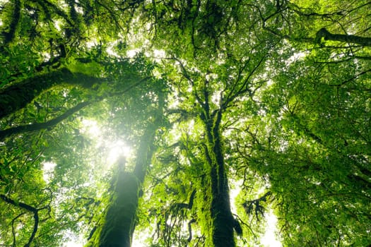 Looking up view of tree trunk to green leaves of tree in forest with sun light. Fresh environment in green woods. Forest tree on sunny day. Natural carbon capture. Sustainable conservation and ecology