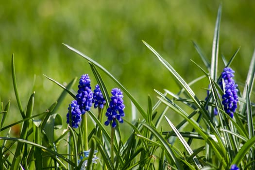 Muscari neglectum known as grape hyacinth, springtime in the garden