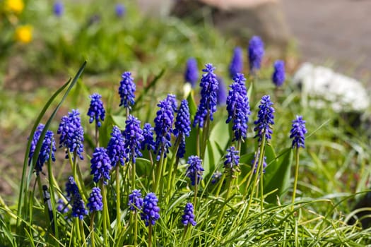 Muscari neglectum known as grape hyacinth, springtime in the garden