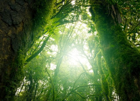 Looking up view of tree trunk to green leaves of tree in forest with sun light. Fresh environment in green woods. Forest tree on sunny day. Natural carbon capture. Sustainable conservation and ecology