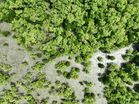 Aerial top view of green mangrove forest. Mangrove ecosystem. Natural carbon sinks. Mangroves capture CO2 from the atmosphere. Blue carbon ecosystems. Mangroves absorb carbon dioxide emissions.