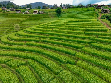 Landscape of green rice terraces and traditional huts in a village near Chiangmai, Thailand. Travel destinations. Beauty of terraced rice fields. Rural life and traditional farming practices in Asia.