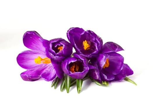 crocus flower on white background - fresh spring flowers