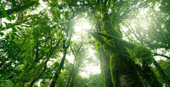 Looking up view of tree trunk to green leaves of tree in forest with sun light. Fresh environment in green woods. Forest tree on sunny day. Natural carbon capture. Sustainable conservation and ecology