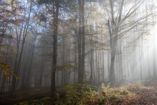 Sun shines in the morning fog in a forest in autumn