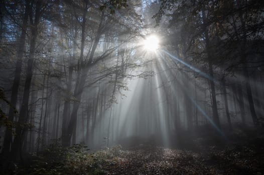Sun shines in the morning fog in a forest in autumn