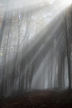 Sun shines in the morning fog in a forest in autumn