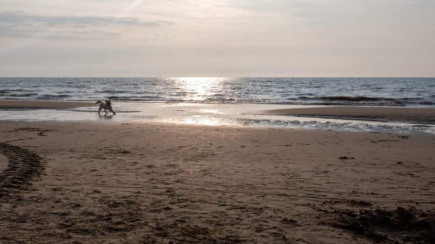 A dog enjoys jumping around in front of the waves on the beach at sunset