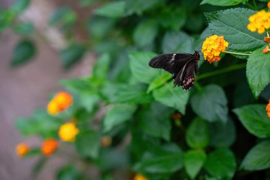 Red-spotted Swallowtail butterfly (Papilio anchisiades) on a flower