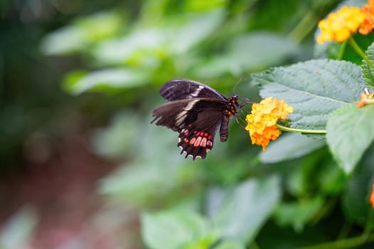 Red-spotted Swallowtail butterfly (Papilio anchisiades) on a flower