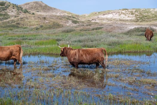 Scottish Highland cattle stand in and on the water on the shore of a small lake in the dune hinterland in a nature reserve near Egmond aan Zee in the Netherlands