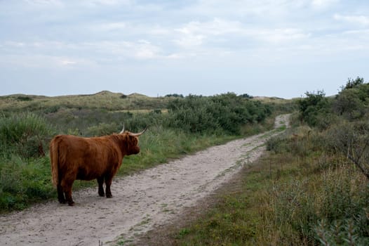 A Scottish highland cattle stands on a footpath in the dune hinterland in a nature reserve near Egmond aan Zee in the Netherlands
