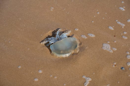 A jellyfish washed up on the sandy shore in the north of the Netherlands