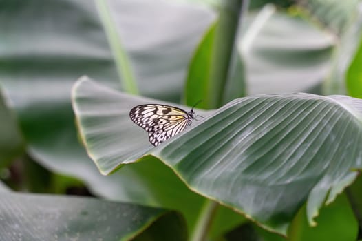 White tree nymph (Idea leuconoe) on a leaf