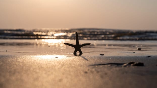 A starfish in the sand on a beach in front of the ocean waves at sunset