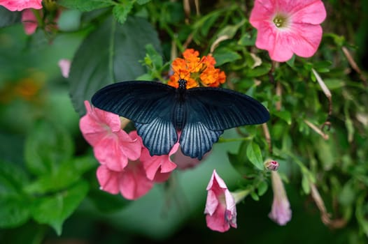 Great Mormon (Papilio memnon), a beautiful black butterfly on a flower