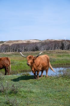 A Scottish highland cattle in the dune hinterland in a nature park near Egmond aan Zee in the Netherlands