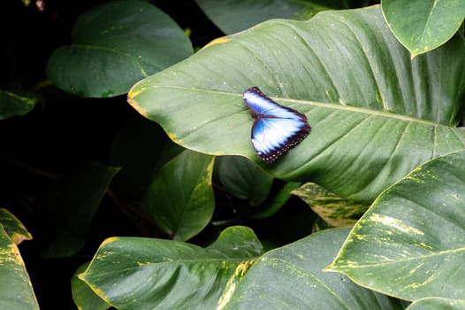 Blue morpho butterfly (Morpho peleides) sitting on a green leaf