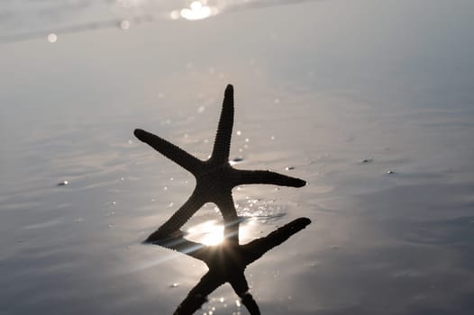 A starfish in the waves of the sea on a beach at sunset